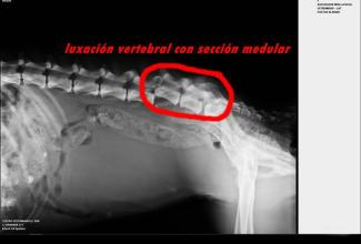 Radiografia de Aire