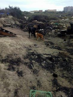 Las victimas invisibles del incendio de Almería. Abril de 2016.
