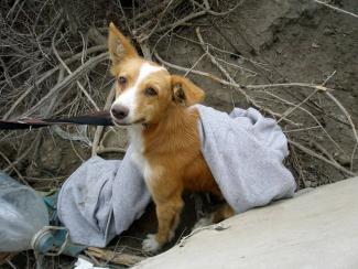Las victimas invisibles del incendio de Almería. Abril de 2016.
