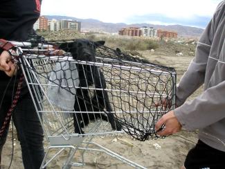 Las victimas invisibles del incendio de Almería. Abril de 2016.